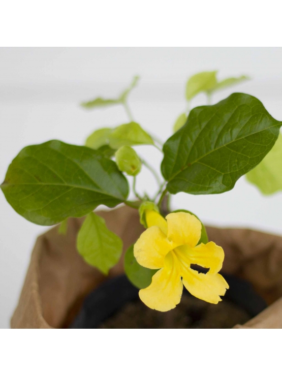 Cat's Claw (Uncaria Tomentosa)